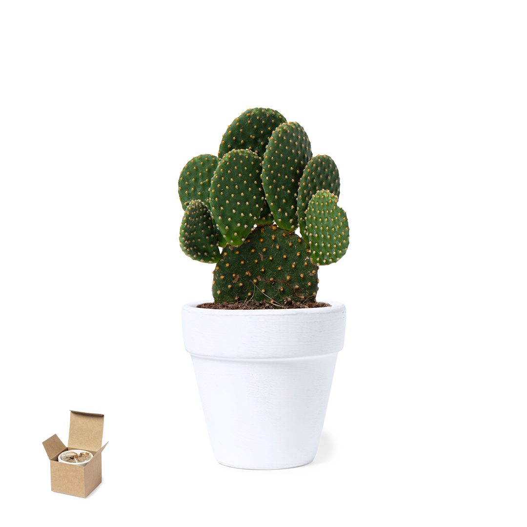 Blumentopf Konte