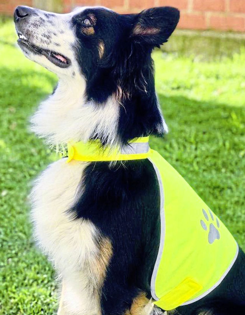 Korntex Stretchy Hi-Vis Safety Vest For Dogs Buenos Aires