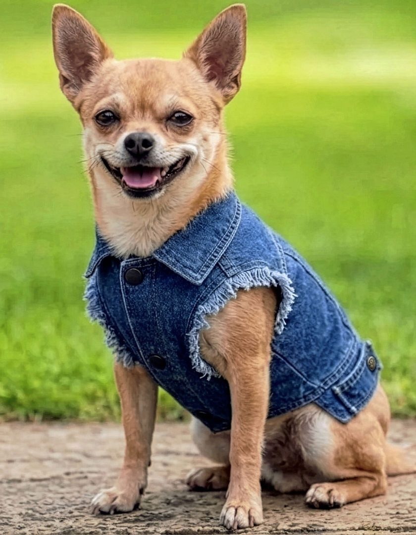 Portman & Pooch Denim Jacket